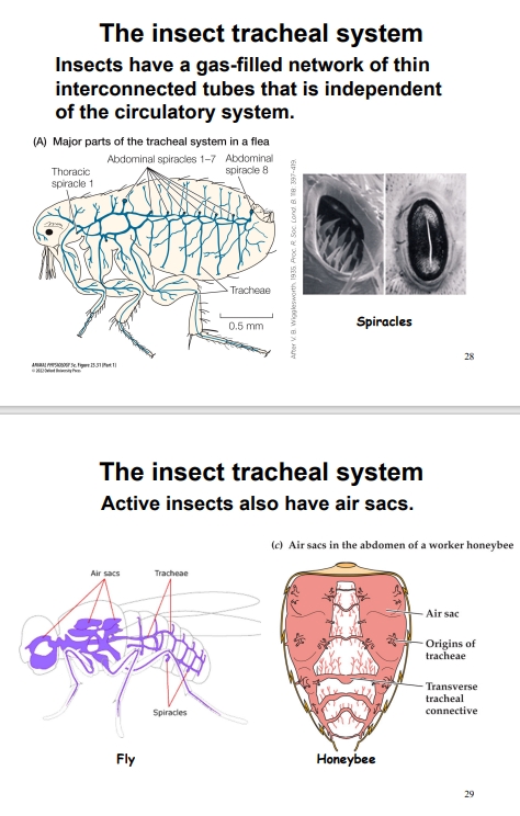 <ul><li><p>Unique to insects, respiratory gas exchange occurs via spiracles (external openings) leading to a highly branched tracheal system. The tracheae subdivide into tracheoles that penetrate directly into peripheral tissues and cells, allowing for direct diffusion of gases to cells, minimizing reliance on the circulatory system for oxygen transport.</p></li><li><p>Some larger insects can actively ventilate their tracheal system by muscular contractions to pump air.</p></li></ul><p></p>