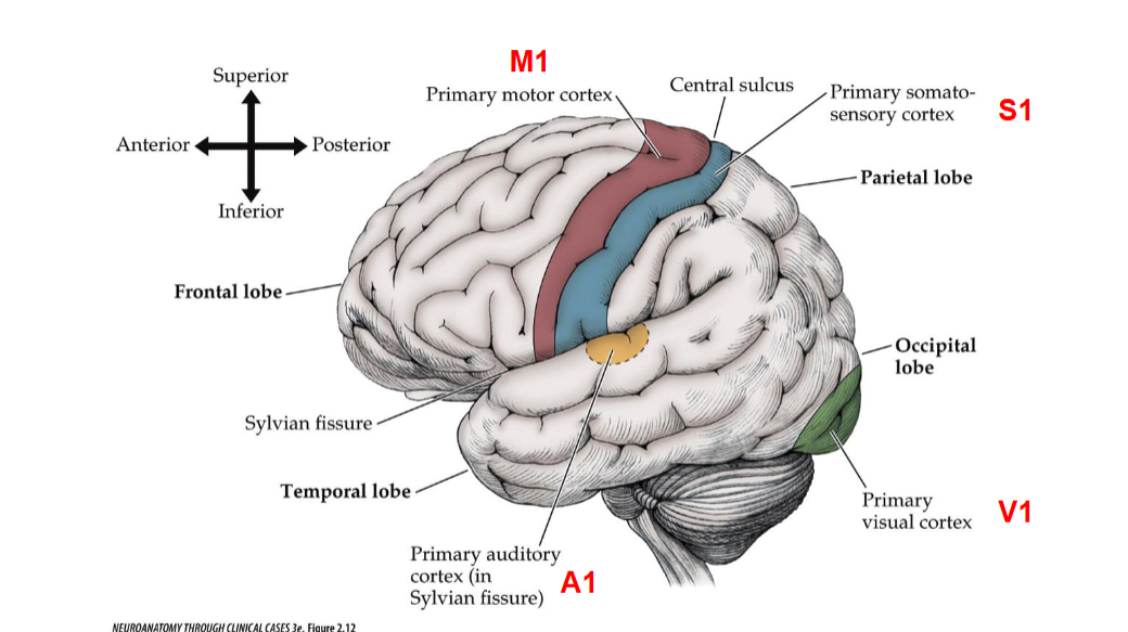 <p>V1 refers to the primary <u>visual cortex</u>, located in the <u>occipital lobe</u>. It is responsible for <mark data-color="yellow" style="background-color: yellow; color: inherit;">processing visual information, including aspects such as color, motion, and depth perception. </mark></p>