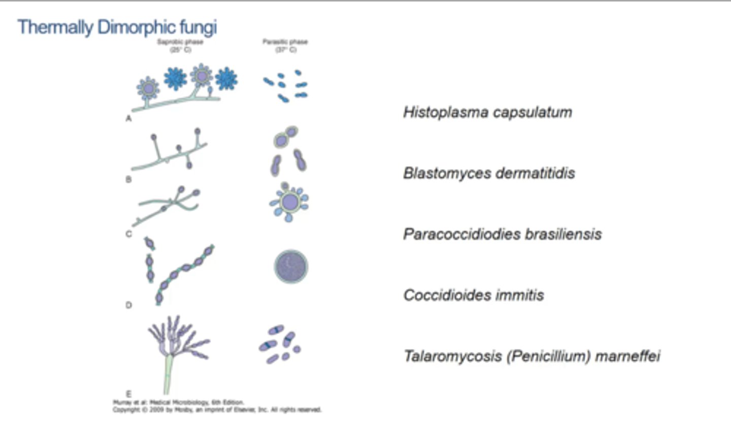 <p>Fungi that grow as different forms based on different temperatures - common in pathogenic fungi "Yeast in the Beast" (e.g.body temp) vs filamentous fungi at room temp.</p>