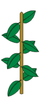 two opposite leaves are perpendicular to the two opposite leaves below or above them. 