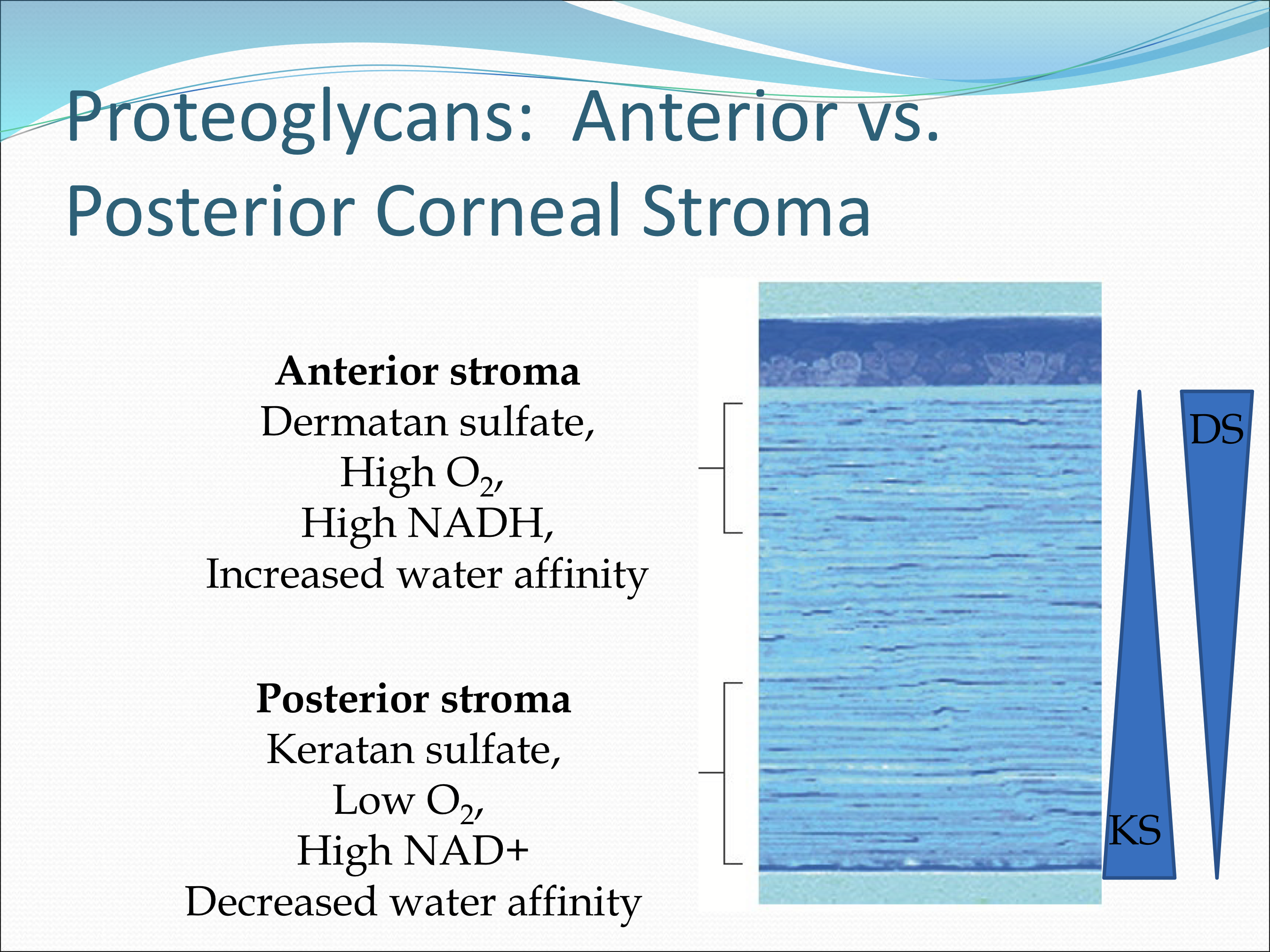 <p>The posterior aspect</p>