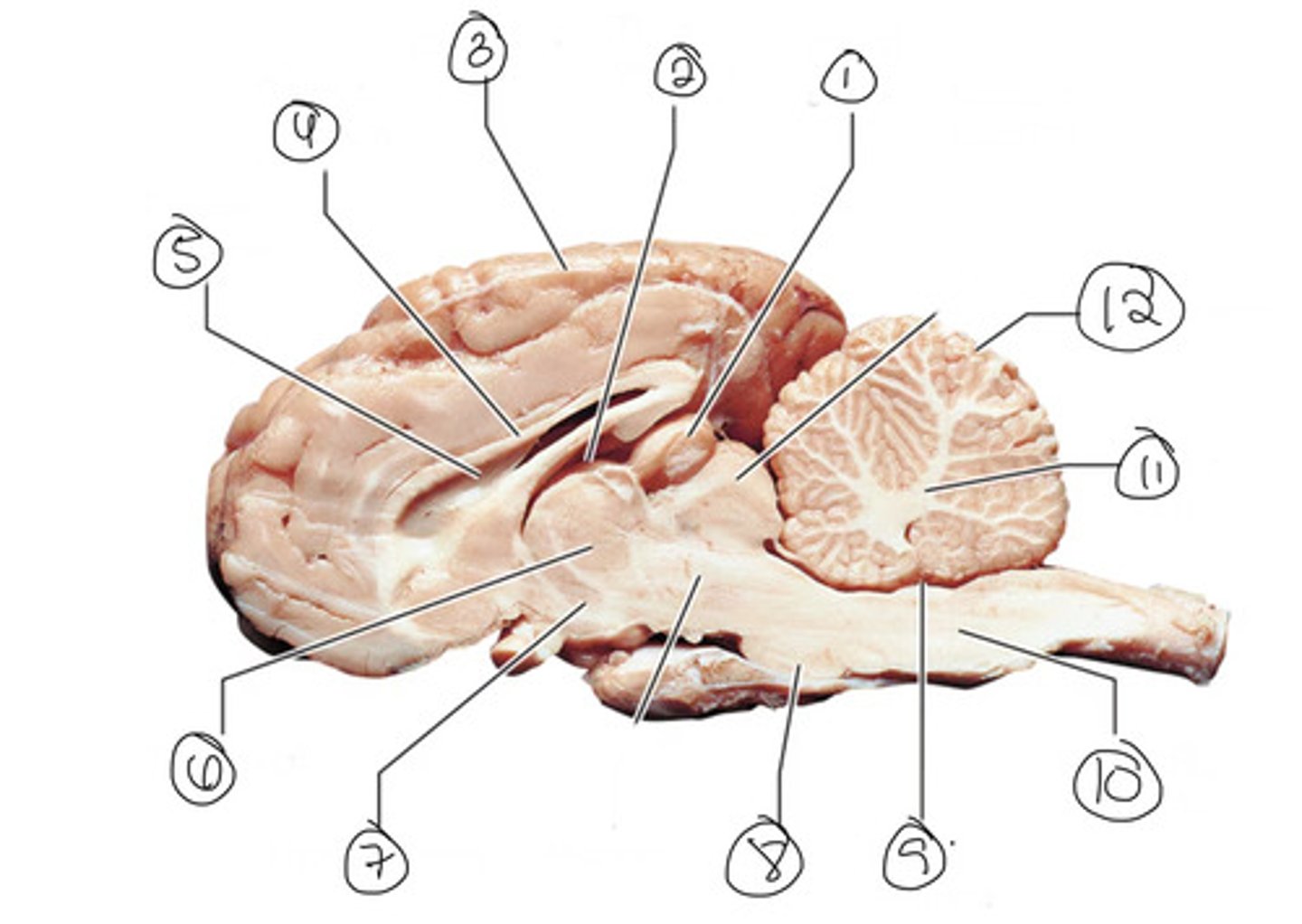 <p>What is number 5?</p>