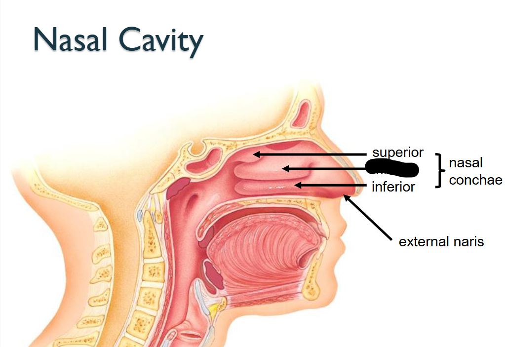 <p>What structure is this within the<strong> Nasal Cavity?</strong></p>