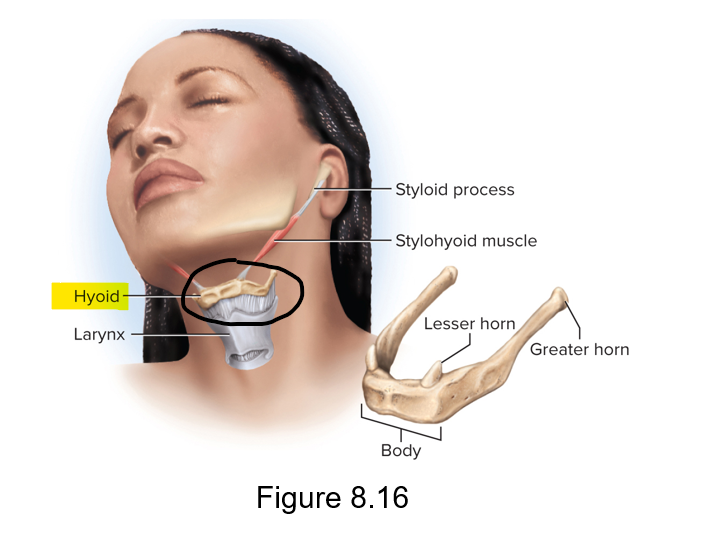 <p>Slender u-shaped bone between chin and larynx.</p><p>Does not articulate with any other bone</p><p>For muscle attachment </p>