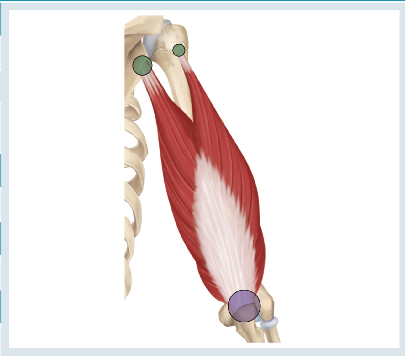 <p>Action : extension </p><p>o : LH <span>→ infraglenoid fossa </span></p><p><span>Med H → entire posterior humeral diaphysis </span></p><p><span>Lat H → posterolateral humerus just inferior to greater tuberosity </span></p><p><span>i : olecranon process </span></p>
