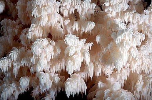 <p>Basidiocarp variety: Toothed fungi  (Ch. 6)</p>