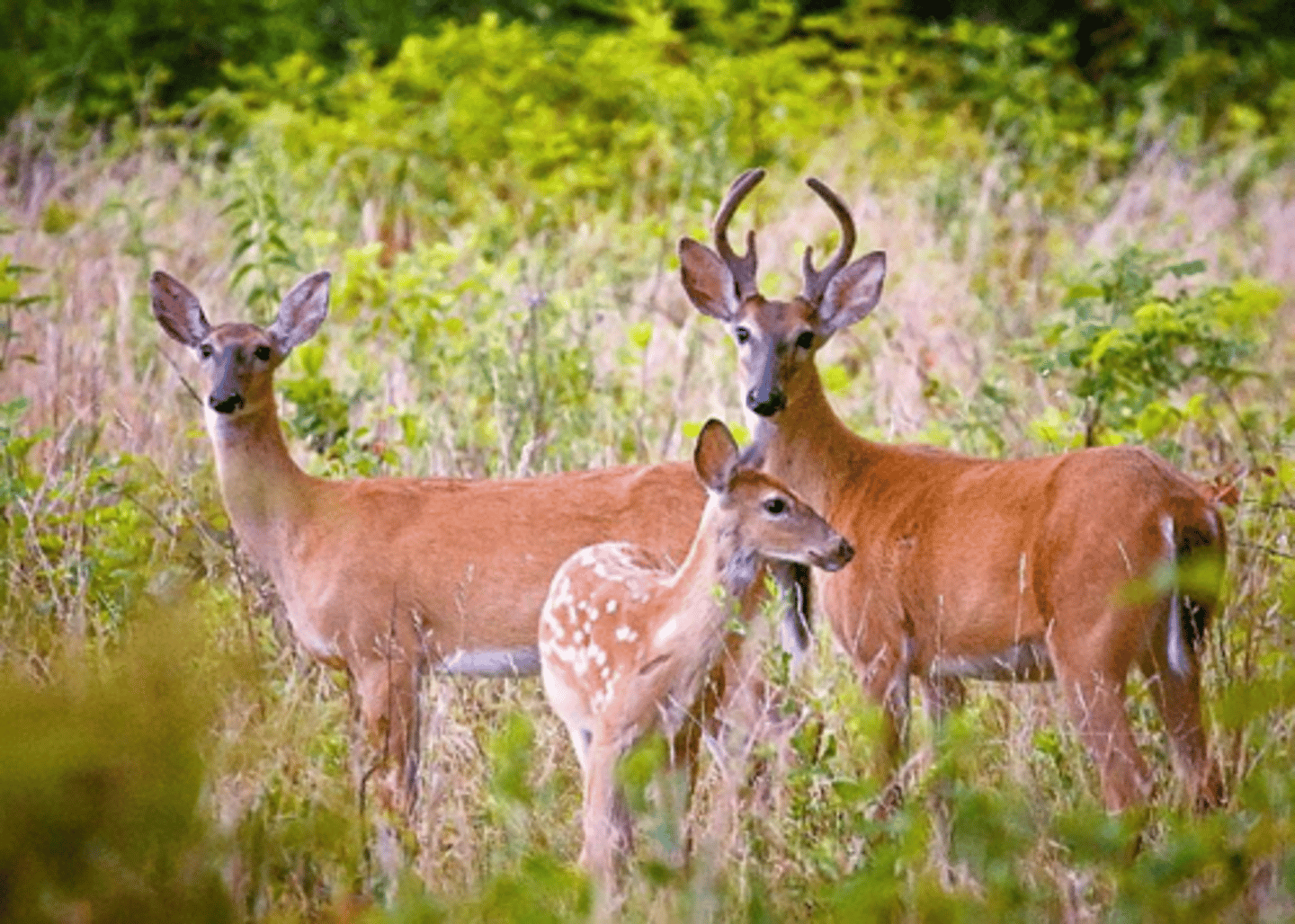 <p>Perennial and annual clovers, such as Ladino and Crimson clover.</p>