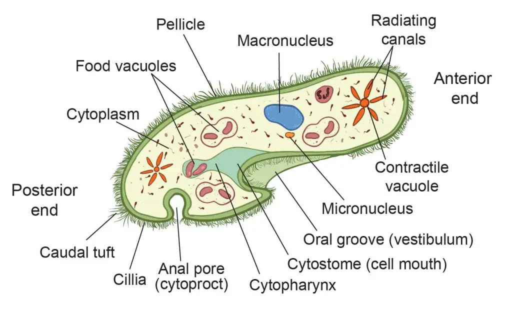 <p>Function of the <strong>micronucleus </strong>in Paramecium</p>