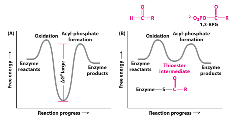 <p>referring to the figure, explain how glyceraldehyde-3-phosphate dehydrogenase overcomes the energetically unfavorable process of phosphorylation after oxidation</p>