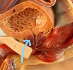 <p>Identify what the highlight/pointed to portion of the model is called.</p>
