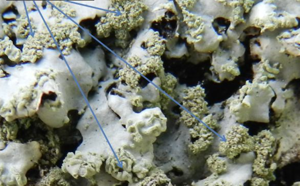 <p>What is pictured?</p>