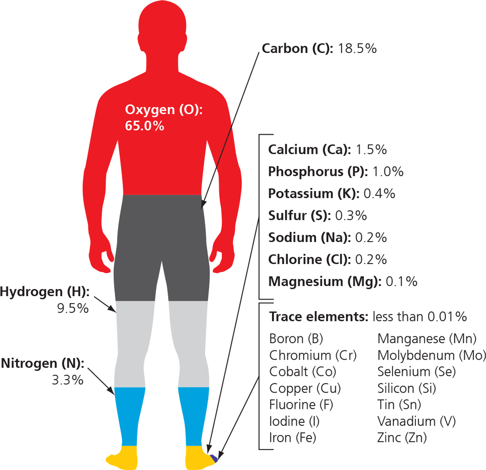 CHNOPS (carbon, hydrogen, nitrogen, oxygen, phosphorus, sulfer)