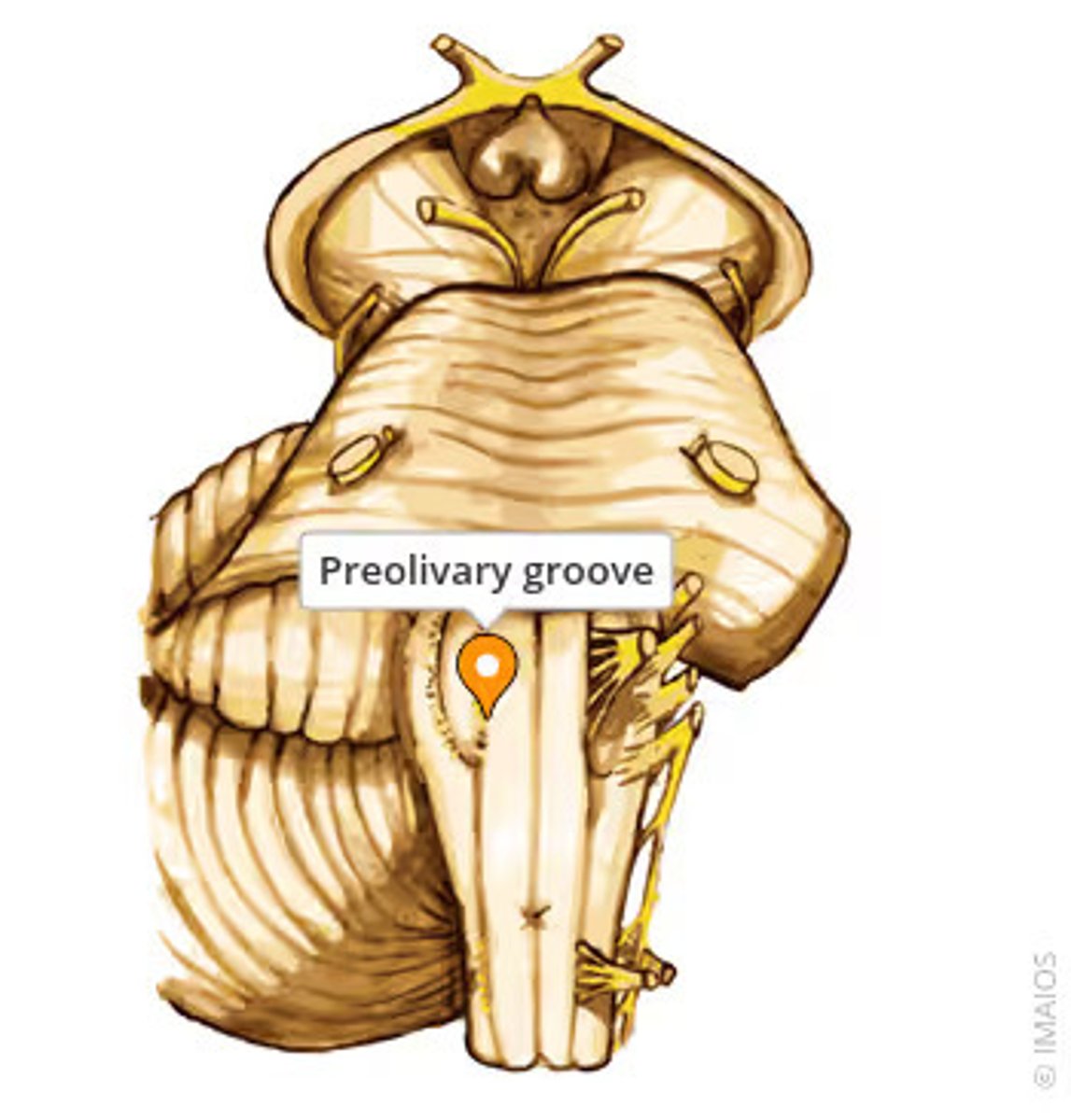 <p>Sulcus preolivaris, oliivi ja püramiidi vahel</p>