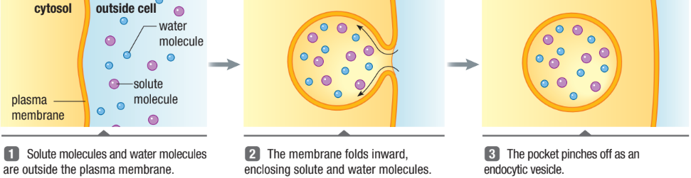<ul><li><p><span><strong>Phagocytosis: </strong>“cellular eating”&nbsp;</span></p><ul><li><p><span>Movement of large molecules or whole cells engulfed a cell&nbsp;</span></p></li></ul></li><li><p><span><strong>Pinocytosis: </strong>“cellular drinking”</span></p><ul><li><p><span>Transports liquids into cell within vesicles</span></p></li></ul></li></ul><p></p>
