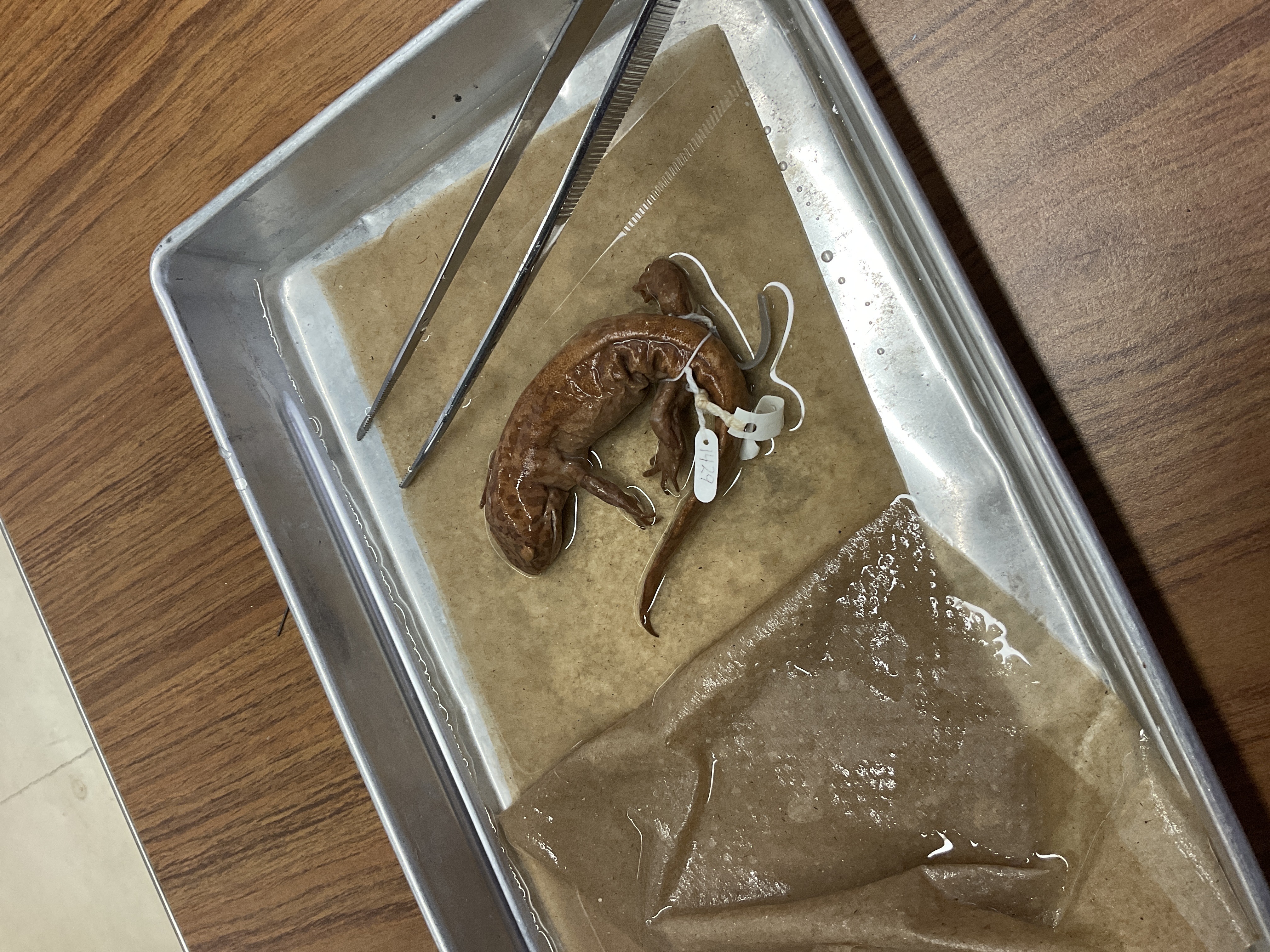 <p>Family and species</p>