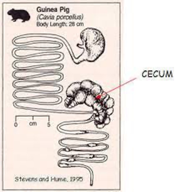 <p>Undivided stomach, large cecum, large intestine occupies most of the abdominal cavity, coprophagic, cannot synthesize Vitamin C</p>