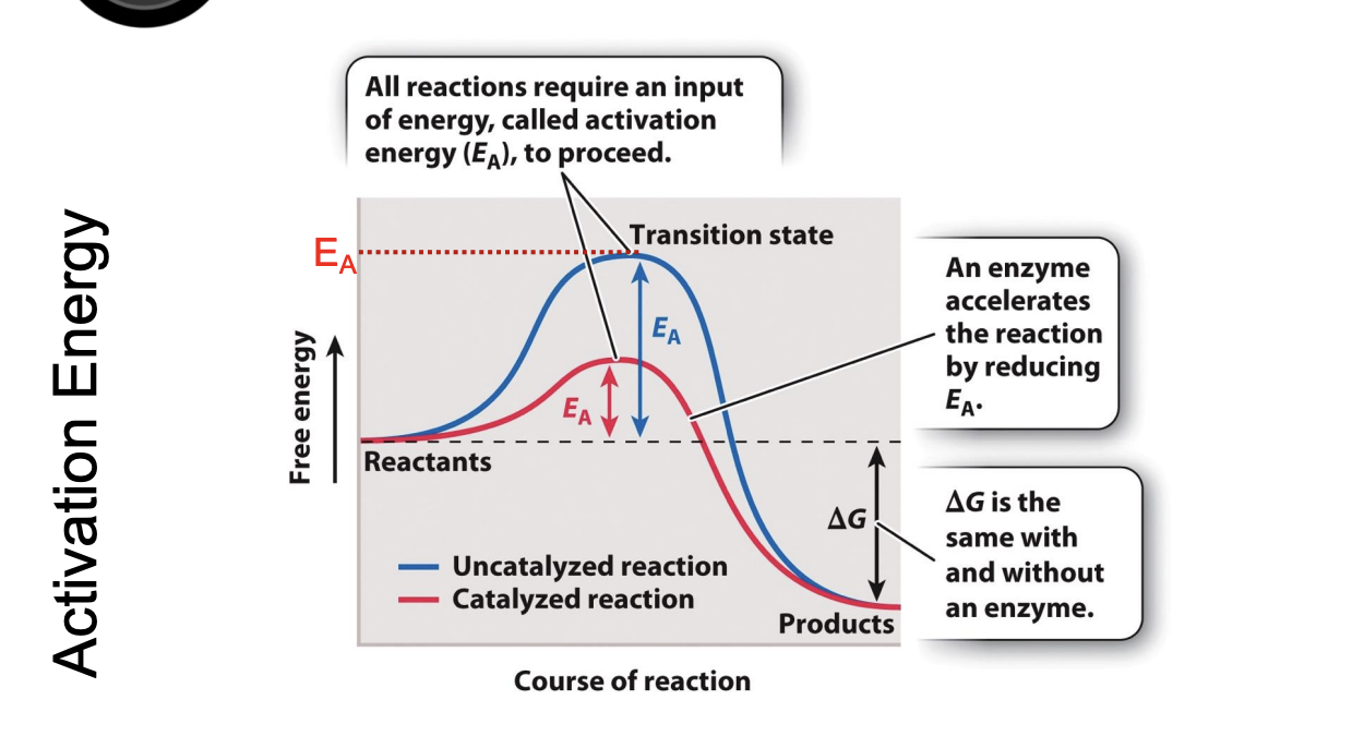 <ul><li><p>protein catalysts that can increase the rate of biochemical reactions by stabilizing the transition state and decreasing free energy (decreasing curve)</p></li><li><p>accelerates the reaction by reducing E</p><ul><li><p>lowers obstacle</p></li></ul></li><li><p>Delta G is the same with and without the enzyme</p></li></ul><p></p>