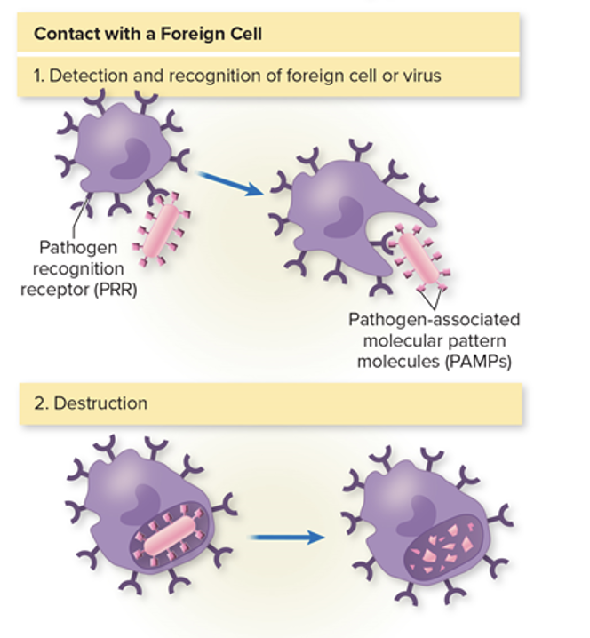 <ul><li><p>Markers that have different kinds of microbes in common</p></li><li><p>Signal phagocytes and other defensive cells</p></li></ul><p></p>
