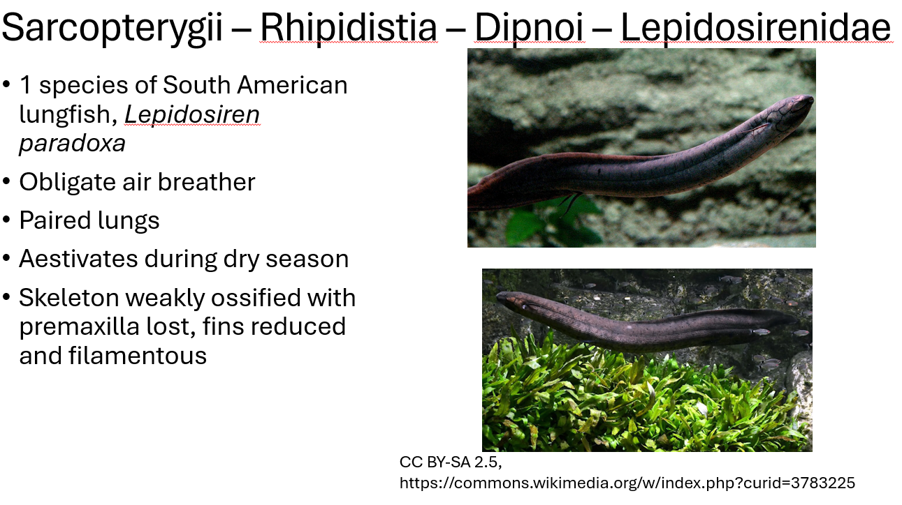 <p><span>•Obligate air breather</span></p><p><span>•Paired lungs</span></p><p><span>•Aestivates during dry season</span></p><p><span>•Skeleton weakly ossified with </span></p><ul><li><p><span>premaxilla lost</span></p></li><li><p><span>fins reduced and filamentous</span></p></li></ul><p><span>1 species of South American lungfish, </span><em><span>Lepidosiren paradoxa</span></em><span> </span></p>