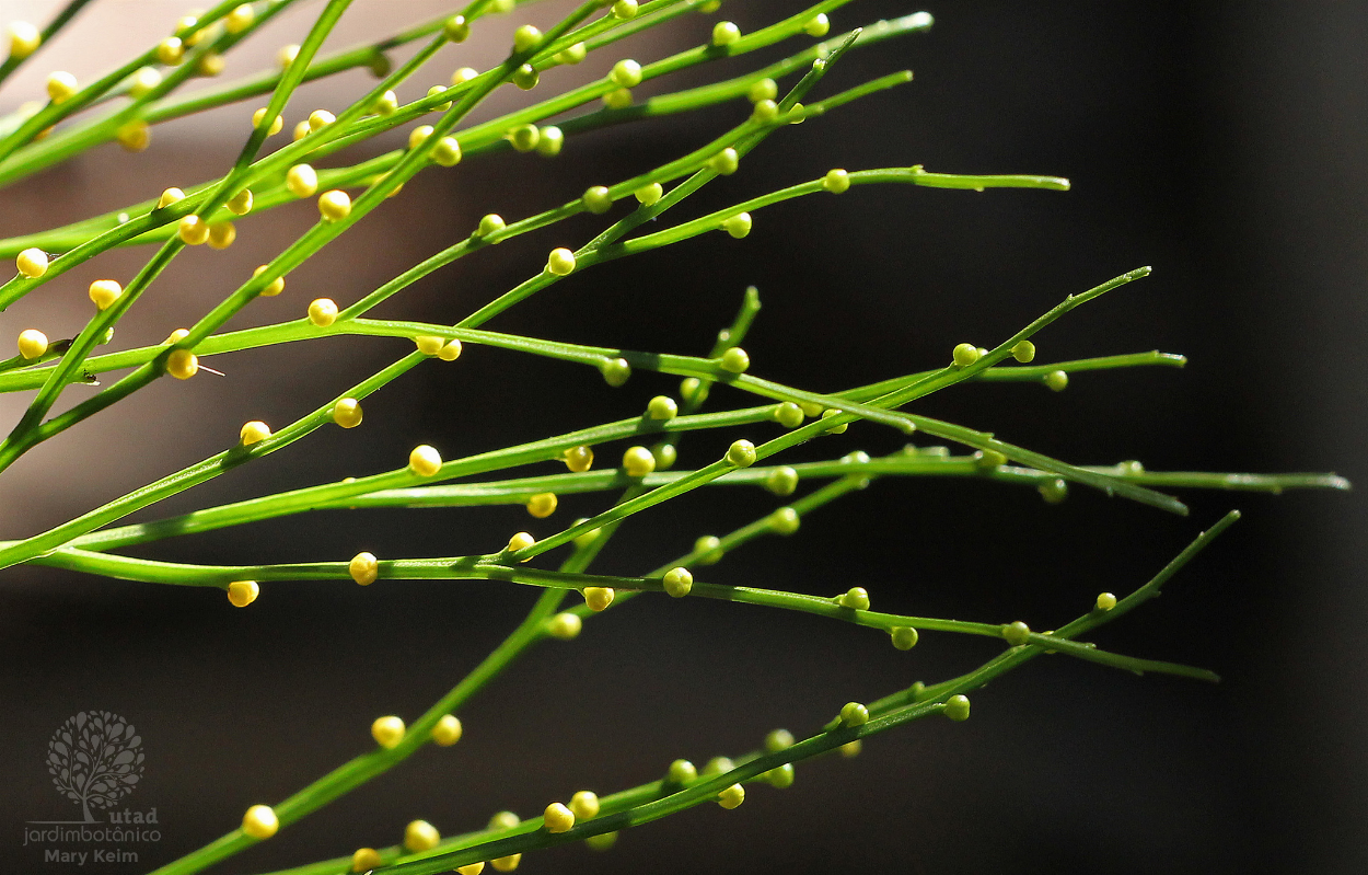 <p>Género mais simples das plantas vasculares, semelhante a Rhynia (não nativo em Portugal).</p><p>Apresenta rizomas prostrados, caules eretos ramificados dicotomicamente (por vezes com projeções/enações).</p><p>Não apresenta raízes e folhas; feixe vascular é uma protostela com traqueídos.</p>