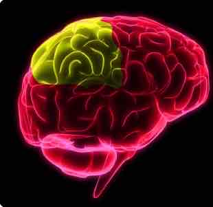 <p>Parietal Lobe </p>