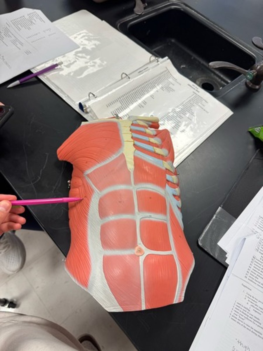 <p>external abdominal oblique</p>