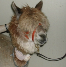 <p>bile--> canaliculi and bile ducts--> **cystic bile duct and gall bladder --> common bile duct --> small intestine</p><p>**horses and camelids lack a gallbladder</p>