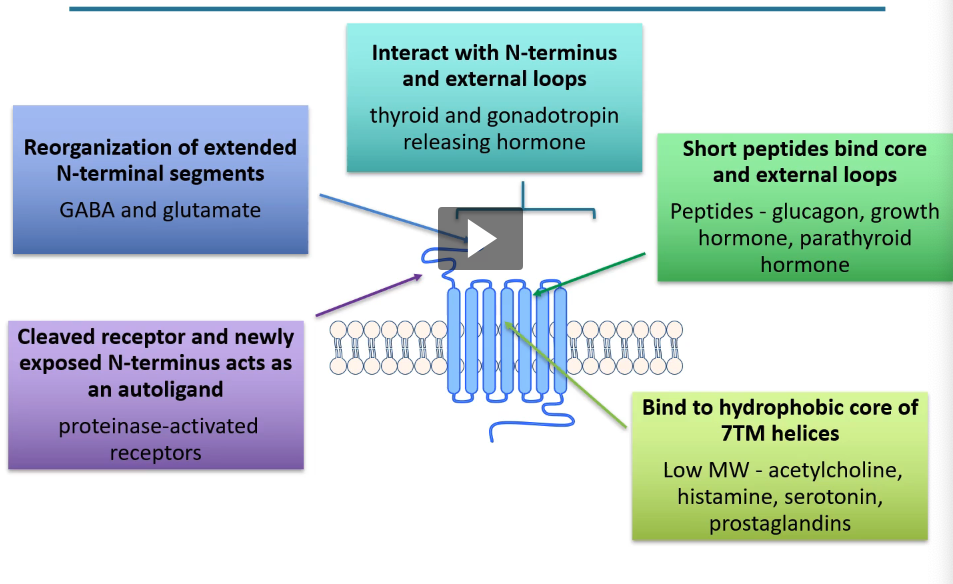 <ul><li><p>binds to hydrophobic core of 7TM helices</p><ul><li><p>low MW - acetylcholine, histamine, serotonin, prostaglandins</p></li></ul></li><li><p>short peptides bind core and external loops</p><ul><li><p>peptides - glucagon, growth hormone, parathyroid hormone</p></li></ul></li><li><p>interact with N-terminus and <u>external</u> loops</p><ul><li><p>thyroid and gonadotropin releasing hormone</p></li></ul></li><li><p>reorganization of extended N-terminal segments</p><ul><li><p>GABA and glutamate</p></li></ul></li><li><p>cleaved receptor and newly exposed N-terminus acts as autoligand</p><ul><li><p>proteinase-activated receptors</p></li></ul></li></ul><p></p>