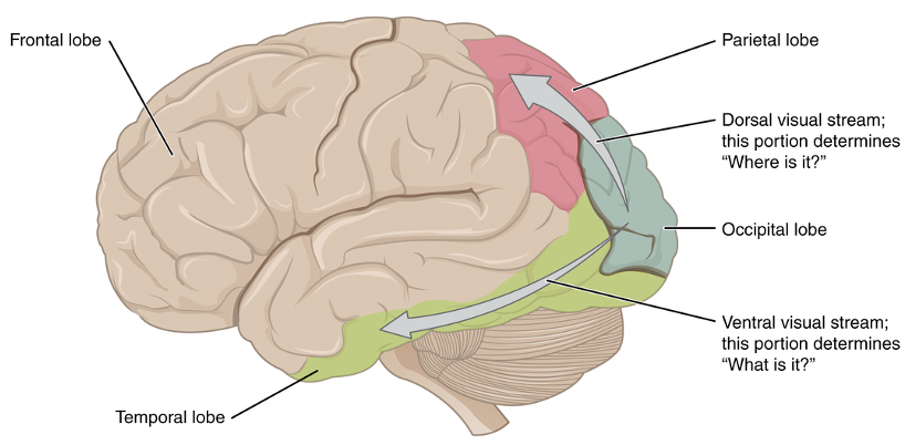 <p>what lobes are involved in vision?</p>