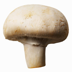 <p>a mushroom</p>