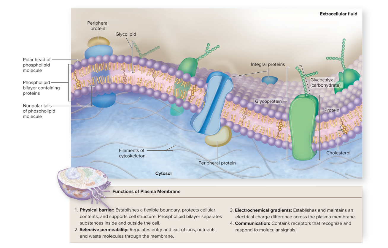 <p>plasma membrane</p>