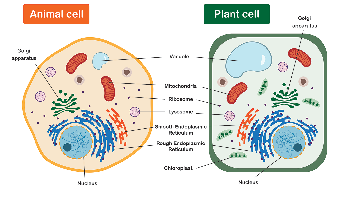 <p></p><ul><li><p>Mitochondria</p></li><li><p>Nucleus</p></li><li><p>Nucleolus</p></li><li><p>Ribosomes</p></li><li><p>Golgi Apparatus</p></li><li><p>Cytoplasm</p></li><li><p>Rough Endoplasmic Reticulum</p></li><li><p>Smooth Endoplasmic Reticulum</p></li><li><p>Lysosomes</p></li><li><p>Chloroplasts</p></li><li><p>Cell Wall</p></li><li><p>Cell</p></li></ul><p></p>