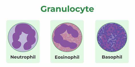 <p>define granulocytes &amp; identify the purpose of each and prevalence in the body</p>