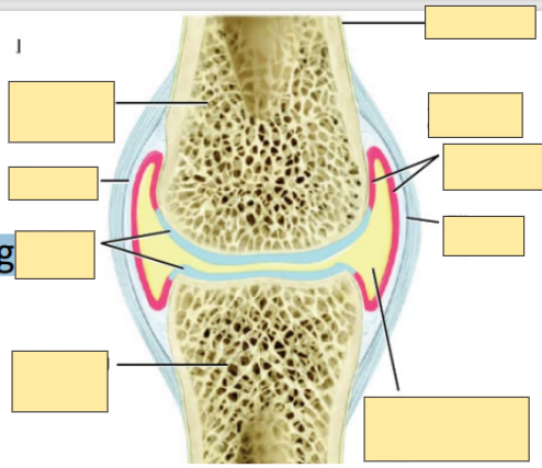 <p>Parts of Synovial Joint<span style="color: red"> <strong>[7]</strong></span></p>