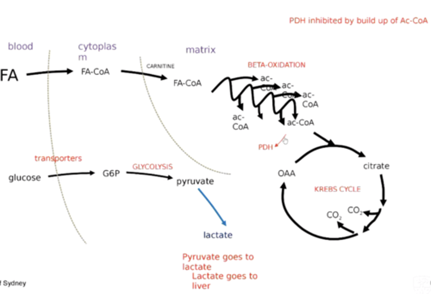 <p>Fatty acids are providing more acetyl-CoA than is being demanded in the Kreb's cycle under these conditions.</p>