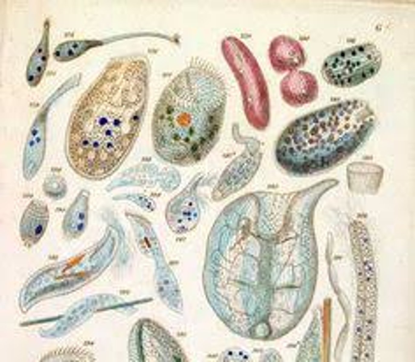 <p>A microscopic "animal"; first observed by Anton van Leeuwenhoek</p>