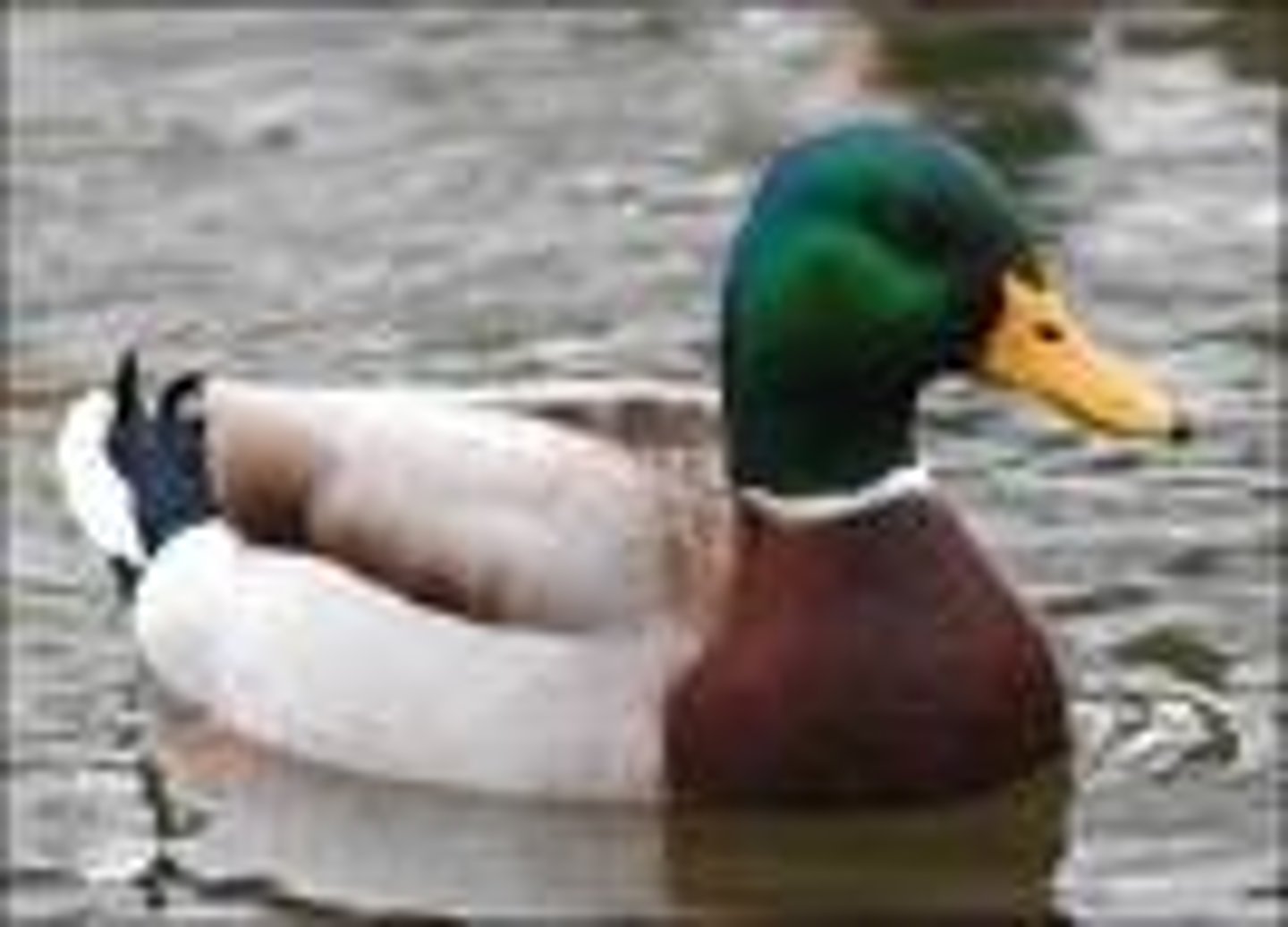 <p>Duck</p>