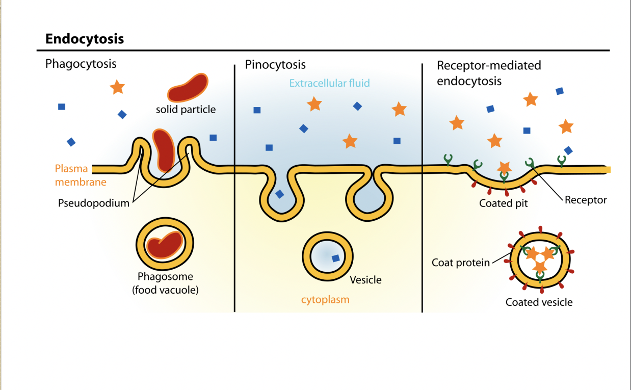 <p>specific mechanism of endocytosis that involves receptor proteins on the plasma membrane (ex: absorption of hormones, insulin, and enzymes)</p>