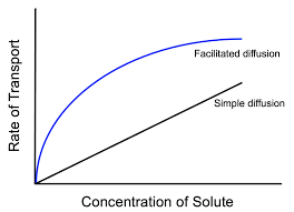 <p>The curve and flattening out of facilitated and active transport indicates full saturation</p>