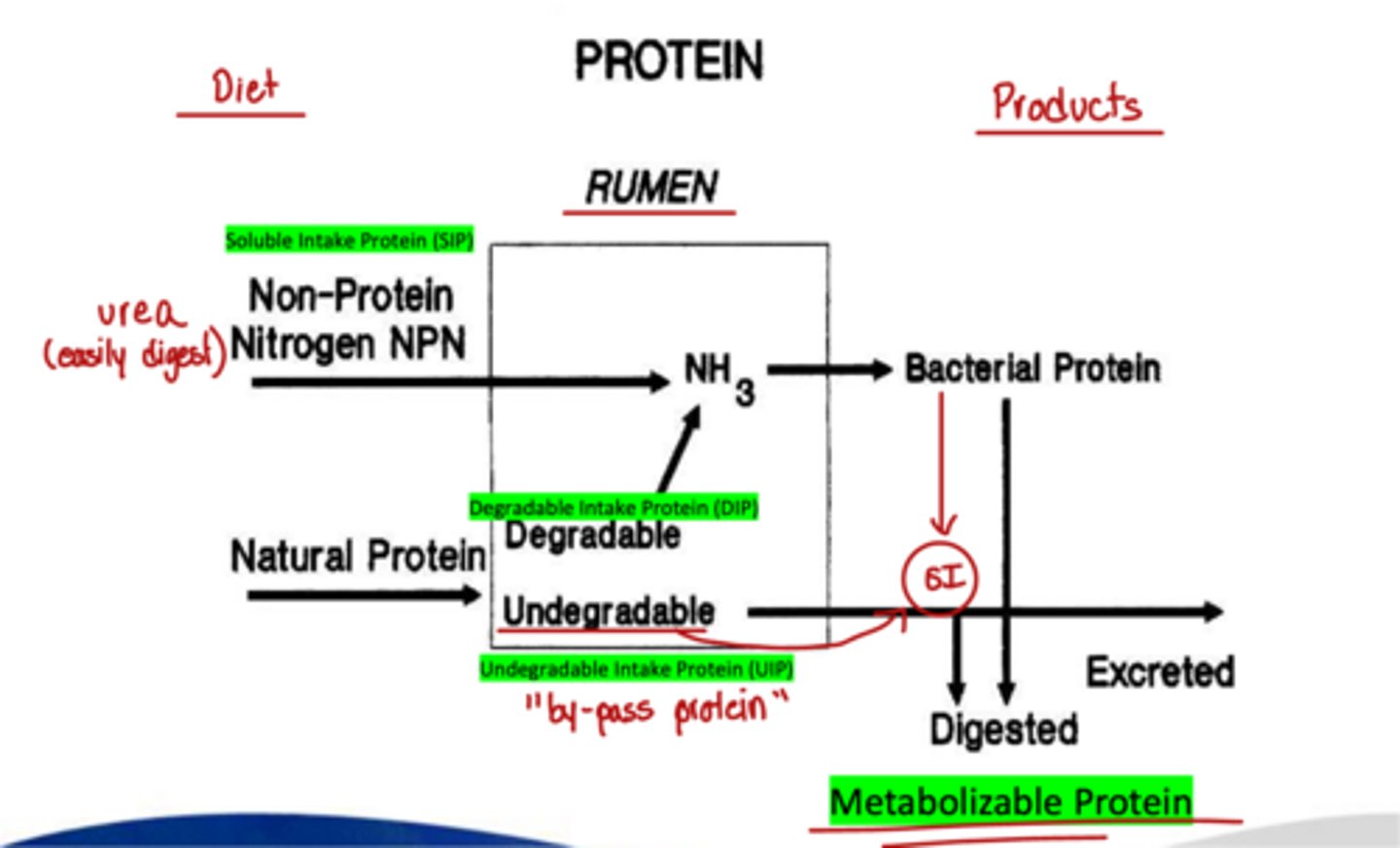 <p>what does soluble intake protein (SIP) provide</p>