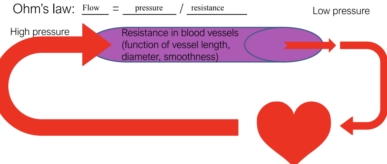 <p>Flow = pressure/resistance</p>
