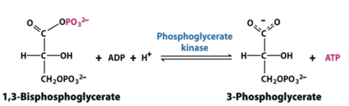 <p>phosphoglycerate kinase</p><p>-1,3 bisphosphoglycerate to 3-phosphoglycerate</p><p>*produces ATP</p>