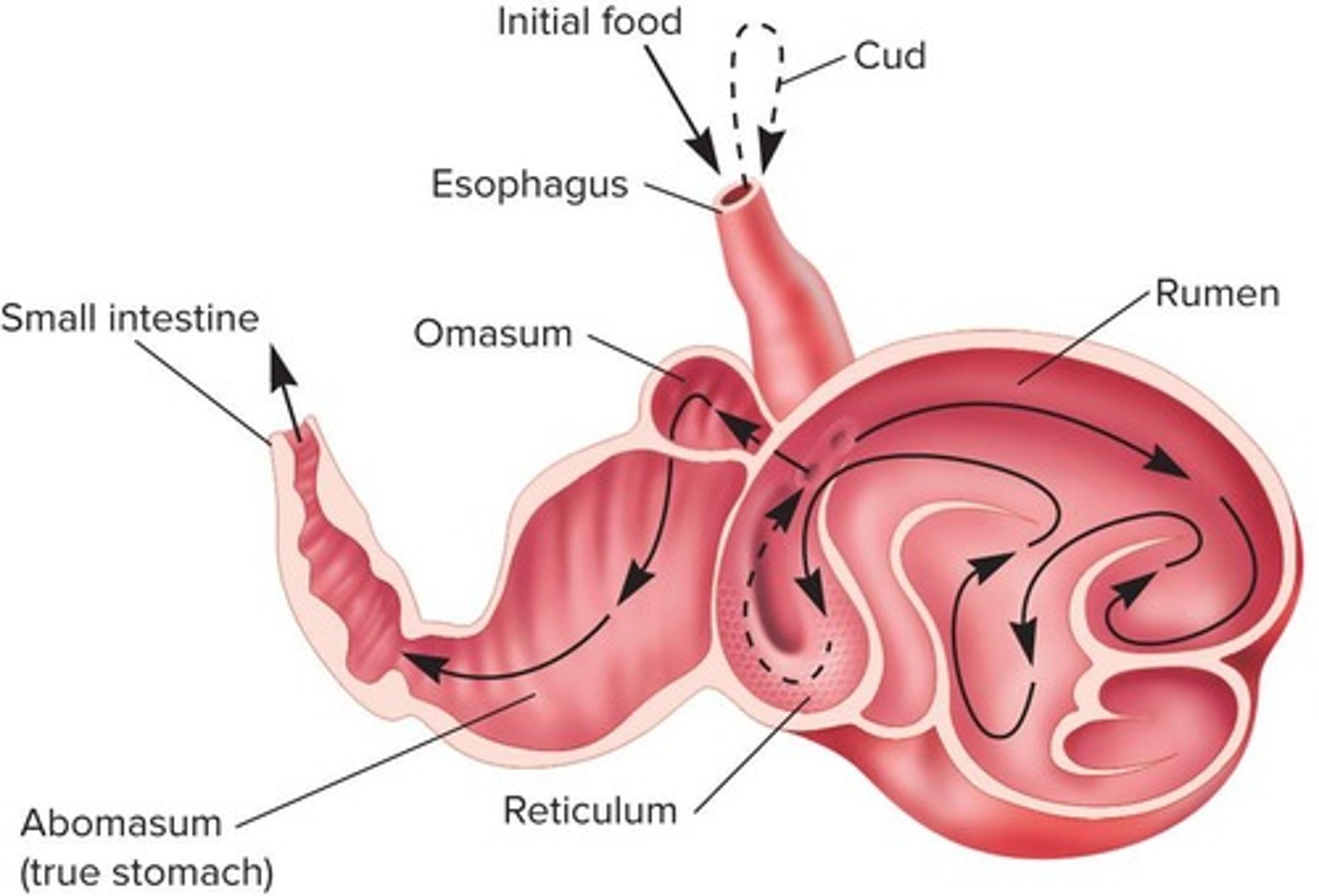 <p>Upper part of the ruminant stomach; contains large, diverse population of microbes.</p>