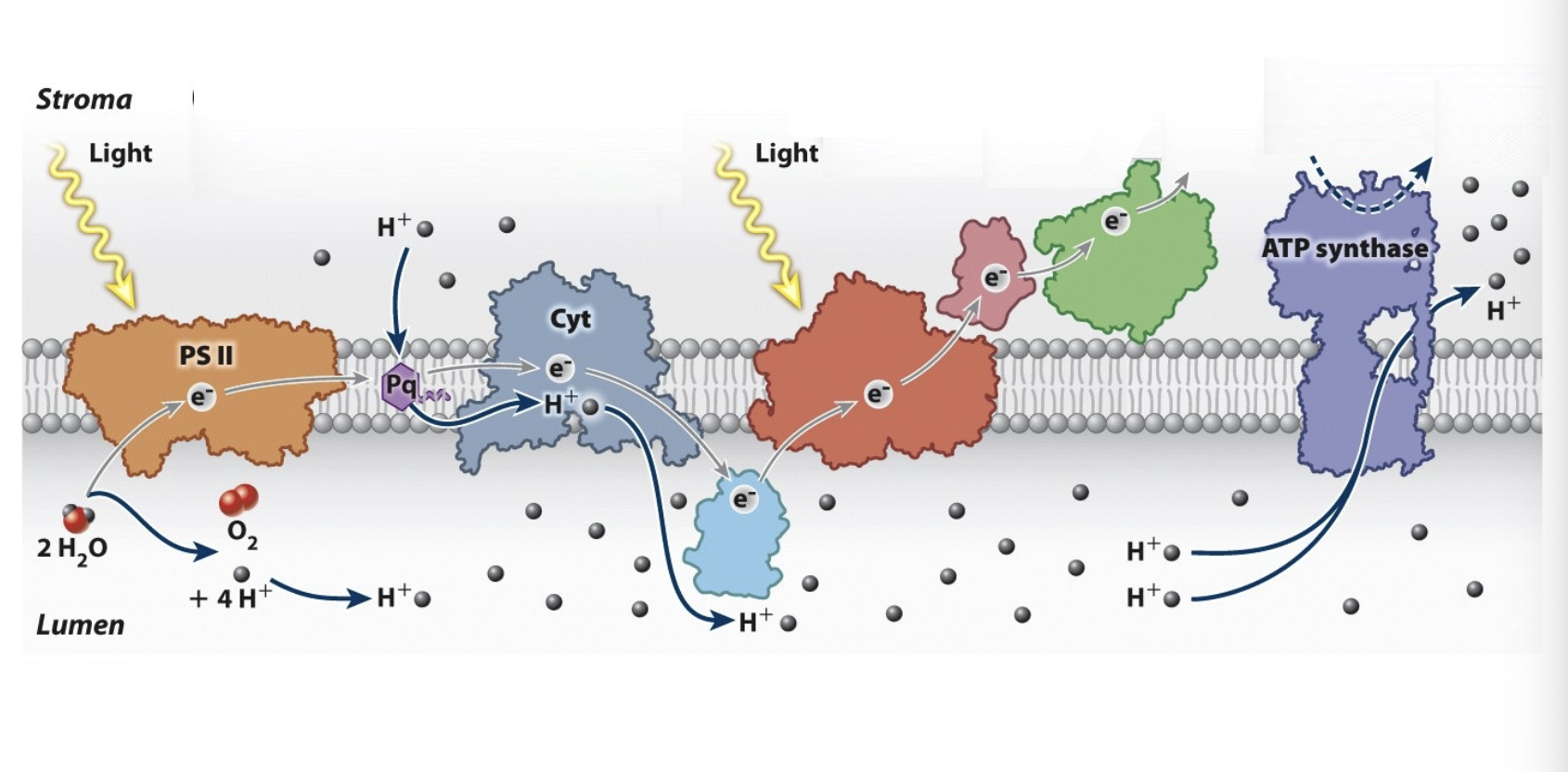 <p>light hits photosystem II (water is split here as well) then pass the energized electron to a lipid called plasto quinone then the elctron get passed to cytochrome complex then to a moelcule in the thylakoid lumen to photosystem I where light is hit again the electron get passed more to another complex that turns NADP+ to NADPH, this process creates a proton gradient that makes ATP synthase run to produce ATP from ADP and phosphate </p>
