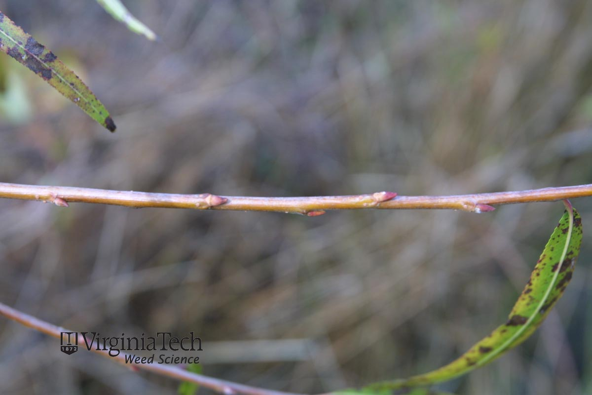 <p>Common name: Willow</p><p></p><p>Genus: Salix</p><p></p><p>Species: spp.</p><p></p><p>Family: Salicaceae</p>