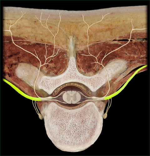 1. intercostal nerves
2. plexuses