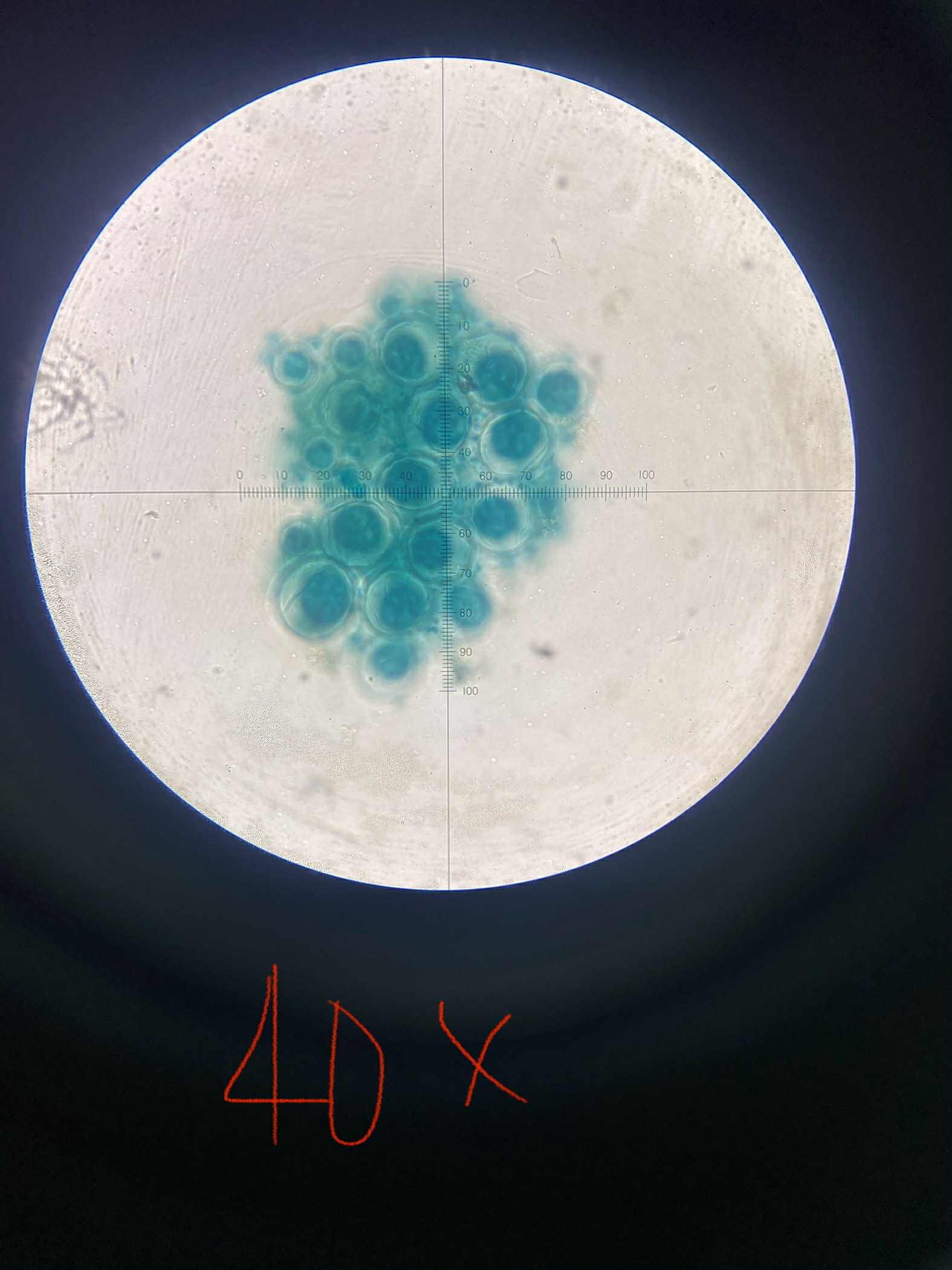 <p>specimen</p><p>phylum</p><p>color</p><p>shape</p><p>cell arrangement</p><p>motility</p><p>characteristic</p>