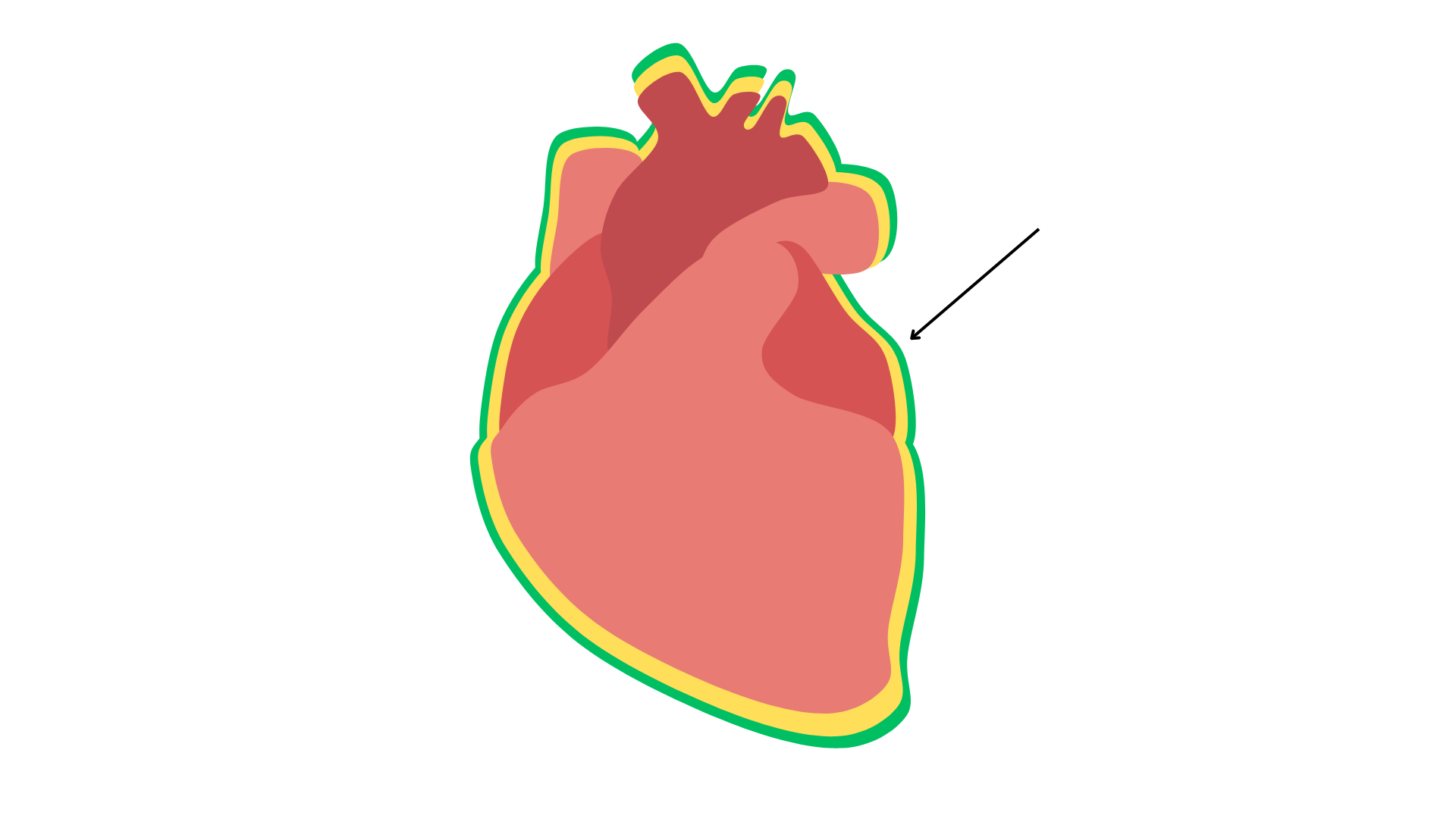<p>Parietal pericardium</p>
