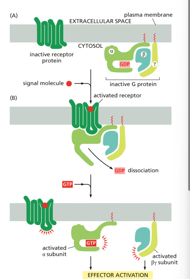<ul><li><p>The G protein binds the activated receptor.</p></li><li><p>GDP on the α-subunit is replaced with <strong>GTP</strong>, activating the G protein.</p></li><li><p>The <strong>α-subunit dissociates</strong> from βγ and continues the signal.</p></li></ul><p></p>