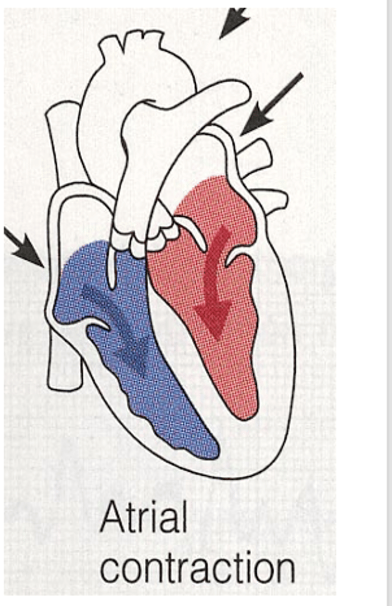 <p>What happens during atrial contraction? </p>